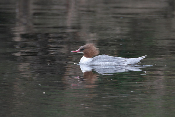 Goosander (female) 2006 Fraser Simpson