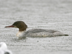 Goosander (Mergus merganser), Kay Park