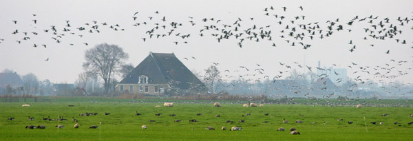 Friesland, The Netherlands ©2005 Fraser Simpson