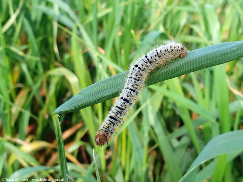 Grass Eggar (Lasiocampa trifolii) larva  Fraser Simpson