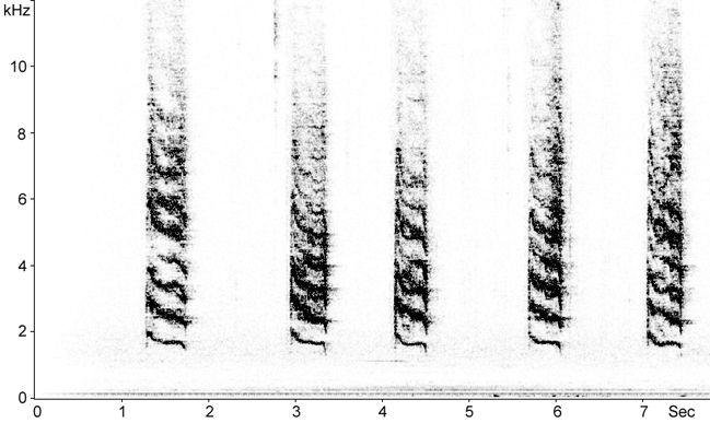 Sonogram of Gray Catbird calls