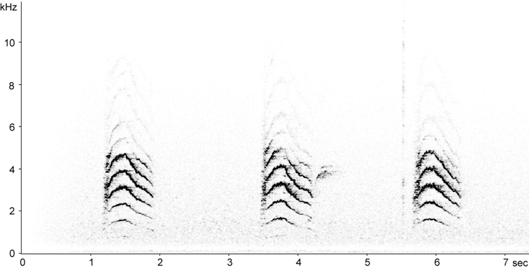 Sonogram of Gray Catbird song