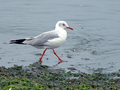 Gray-headed Gull
