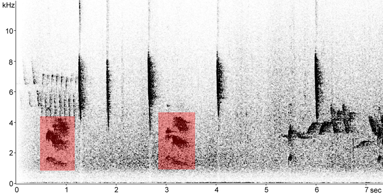 Sonogram of Gray Jay calls