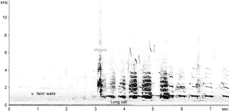 Sonogram of a long call from a Great Black-backed Gull