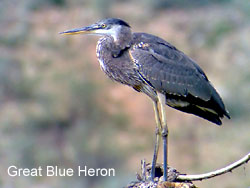 Great Blue Heron  2006  F. S. Simpson