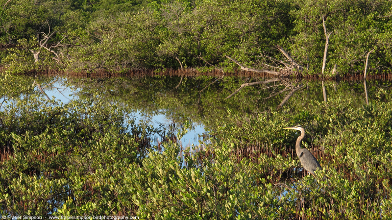 Great Blue Heron  (Ardea herodias)  Fraser Simpson 2014