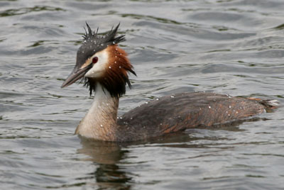 Great Crested Grebe  2005  F. S. Simpson