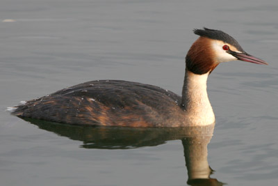 Great Crested Grebe  2005  F. S. Simpson