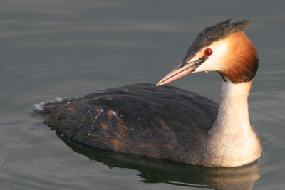 Great Crested Grebe  2005  F. S. Simpson