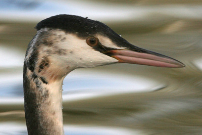 Great Crested Grebe (winter plumage) 2005 Fraser Simpson