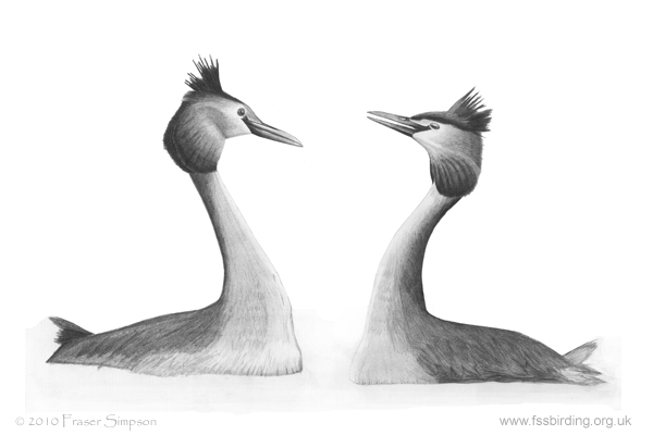 Great Crested Grebes drawing © Fraser Simpson