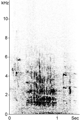 Sonogram of Great Egret call