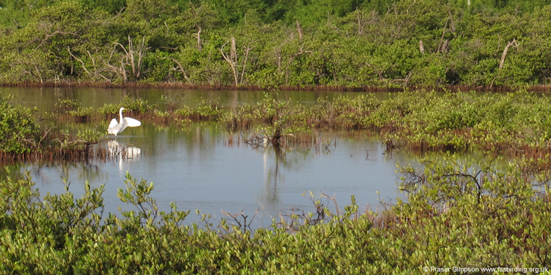 Great Egret (Ardea alba), East Shore Drive Lagoon, Summerland Key,  Fraser Simpson 2014