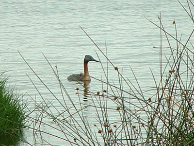 Great Grebe