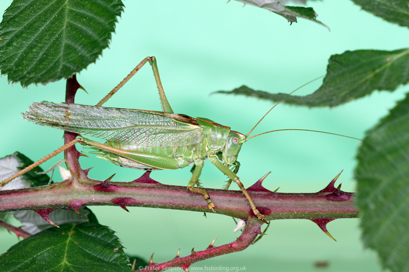 Great Green Bush-cricket (Tettigonia viridissima) © Fraser Simpson