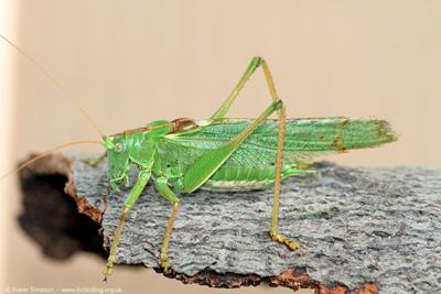 Great Green Bush-cricket (Tettigonia viridissima) © Fraser Simpson