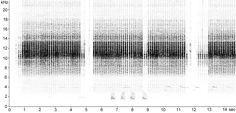 Sonogram of Great Green Bush-cricket stridulation