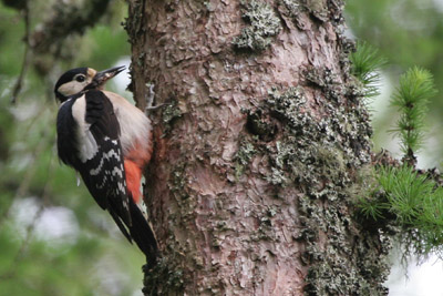 Great Spotted Woodpecker  2005  F. S. Simpson