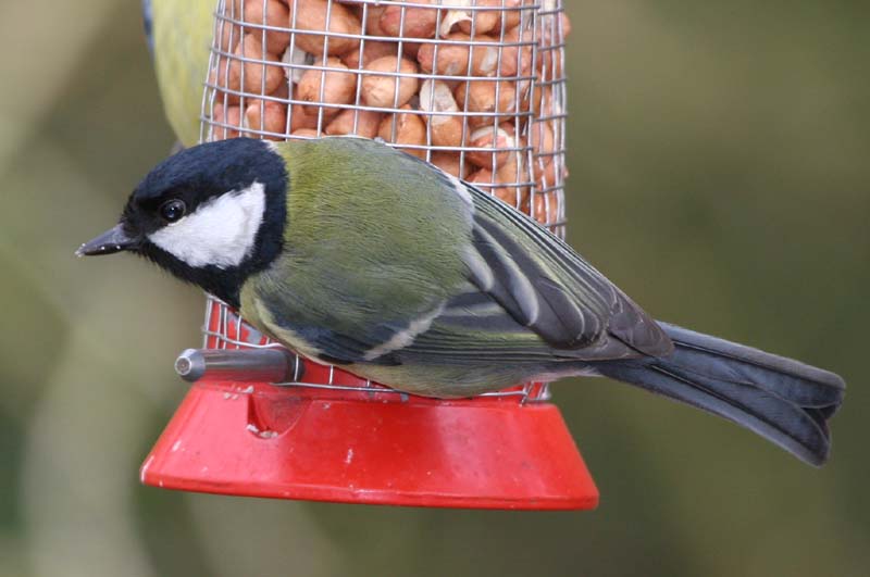 Great Tit � 2005  F. S. Simpson