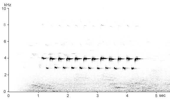Sonogram of Great Tit song