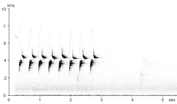 Sonogram of Great Tit song