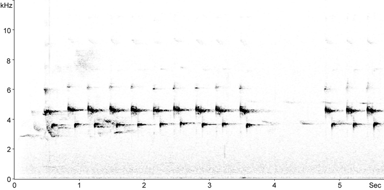 Sonogram of Great Tit song