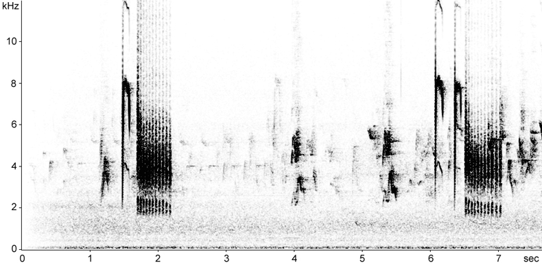 Sonogram of Great Tit calls