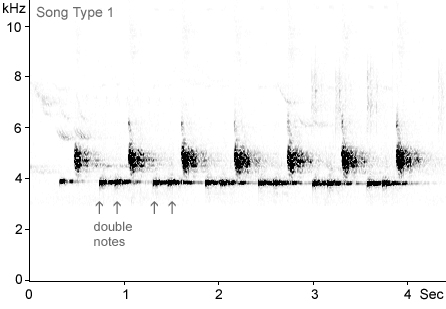 Sonogram of Great Tit song