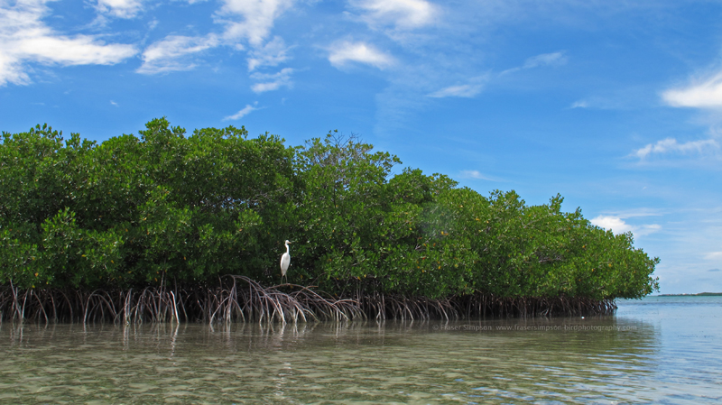 Great White Heron (Ardea herodia), Money Key  Fraser Simpson