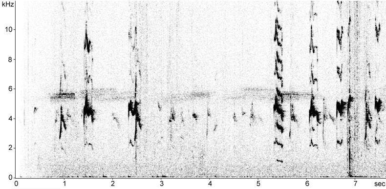 Sonogram of Green-backed White-eye calls