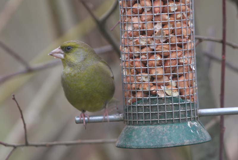 Greenfinch (male)  2005  F. S. Simpson