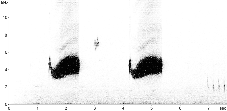Sonogram of Greenfinch perched song