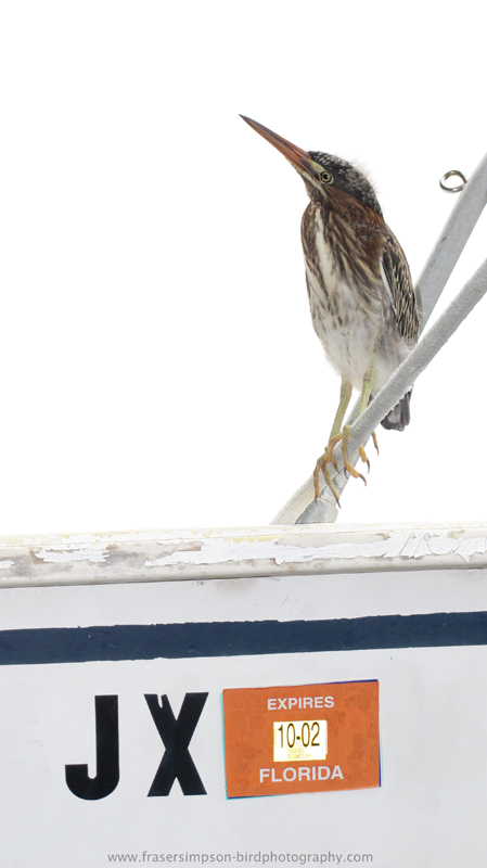 Green Heron (Butorides virescens), Summerland Key  Fraser Simpson