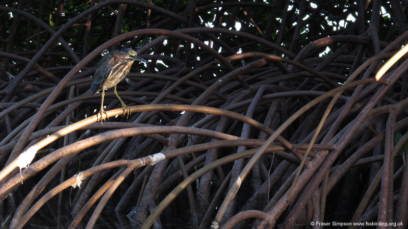 Green Heron (Butorides virescens)  Fraser Simpson 2014