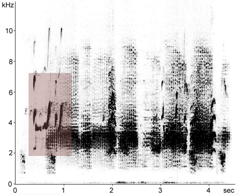 Sonogram of Green Sandpiper flight call