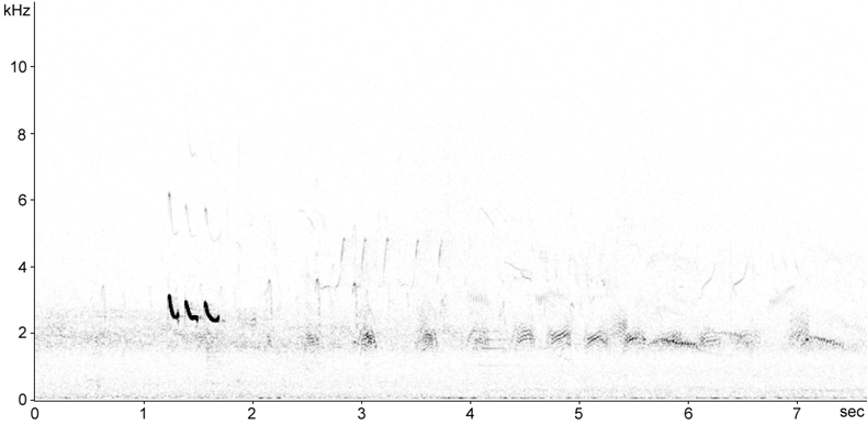 Sonogram of Greenshank flight calls