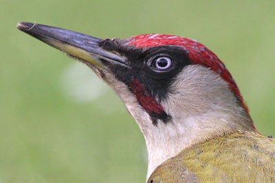 Green Woodpecker (male)  2005  F. S. Simpson