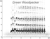 Green Woodpecker sonogram  Fraser Simpson www.fssbirding.org.uk