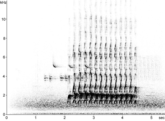 Sonogram of Green Woodpecker yaffle