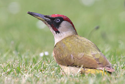 Green Woodpecker (male)  2005  F. S. Simpson