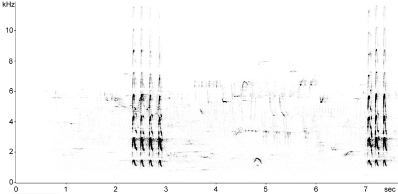 Sonogram of Green Woodpecker calls
