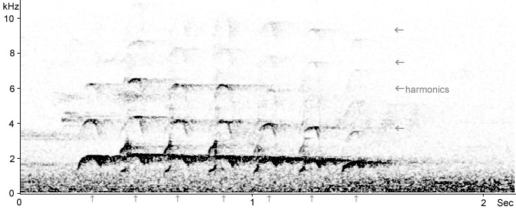Sonogram of Green Woodpecker yaffle