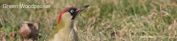 Green Woodpecker ©2006 Fraser Simpson