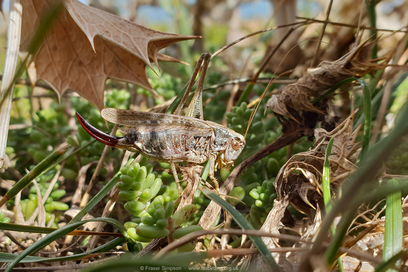 Grey Bush-cricket (Platycleis albopunctata)  Fraser Simpson