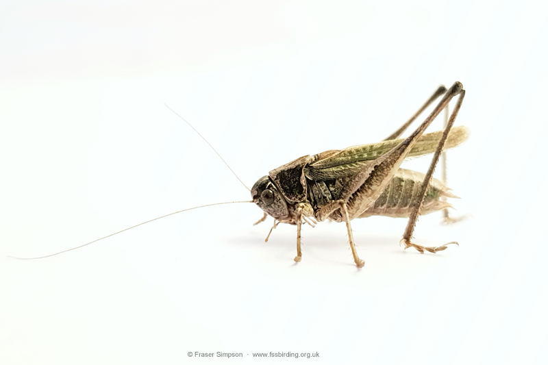 Grey Bush-cricket (Platycleis albopunctata)  Fraser Simpson