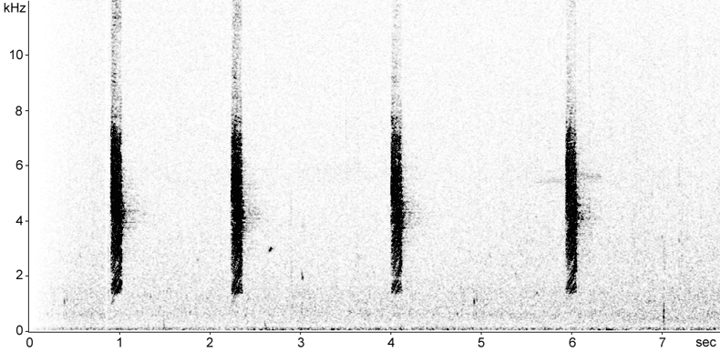 Sonogram of Grey Fantail calls