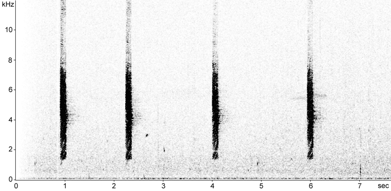 Sonogram of Grey Fantail calls