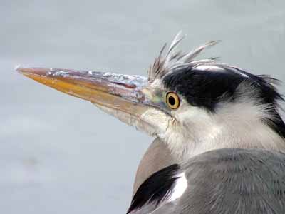 Grey Heron (Ardea cinerea)