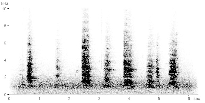 Sonogram of Grey Heron breeding calls